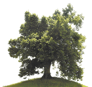 &nbsp; &nbsp;  &nbsp;Einen alten Baum versetzt man ...